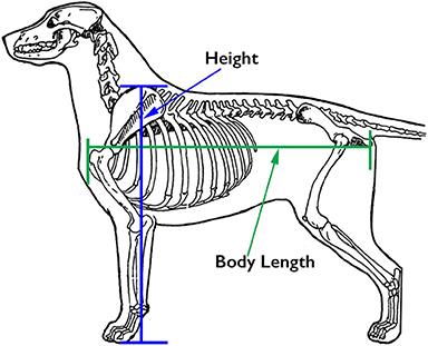 Dog chest best sale bone sticking out